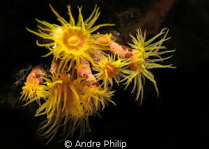nightly firework of cup corals by Andre Philip 